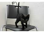 Adopt Rhodes a All Black Domestic Shorthair / Domestic Shorthair / Mixed cat in