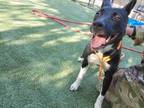 Adopt Titi a Black Border Terrier / Mixed dog in El Paso, TX (35156294)