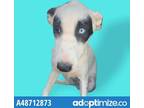 Adopt LA GORDIS a White Border Terrier / Mixed dog in El Paso, TX (35156240)