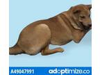 Adopt Hades a Tan/Yellow/Fawn Chow Chow / Mixed dog in El Paso, TX (35156222)