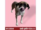 Adopt Dave a Brindle Hound (Unknown Type) / Mixed dog in El Paso, TX (35156208)