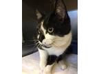 Adopt Bonnie (mcas) a Domestic Shorthair / Mixed (short coat) cat in Troutdale