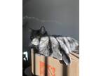 Adopt Benji a Gray or Blue Domestic Longhair / Mixed (long coat) cat in