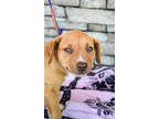 Adopt Puff a Tan/Yellow/Fawn Husky / Shepherd (Unknown Type) / Mixed dog in