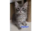 Adopt Zephyr a Gray or Blue Domestic Longhair (long coat) cat in Shakespeare