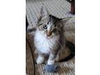 Adopt Dandelion (Dandy) a Brown Tabby Domestic Shorthair (short coat) cat in