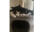 Adopt Tangy & Twinkie a Black & White or Tuxedo American Shorthair / Mixed