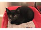Adopt 76934 Wolfie a All Black Domestic Shorthair / Domestic Shorthair / Mixed