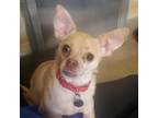 Adopt Piper a Tan/Yellow/Fawn Mixed Breed (Small) / Mixed dog in Riverside