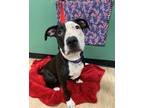 Adopt ROOT BEER a Pit Bull Terrier, Mixed Breed