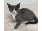 Adopt Misty (Micro Kitten 1) a Domestic Short Hair