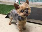 Adopt A503950 a Yorkshire Terrier