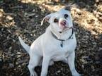 Adopt OZAR a Labrador Retriever, American Staffordshire Terrier