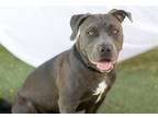 Adopt FIDEL a Pit Bull Terrier