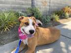 Adopt LUCIA a Border Collie, Pit Bull Terrier
