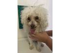 Adopt Meredith a Poodle