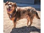 Adopt CHEWY a Australian Cattle Dog / Blue Heeler, Pug