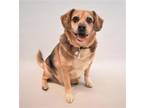 Adopt PORKY a Beagle, Pug