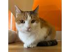 Adopt Patches a Domestic Short Hair, Calico