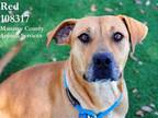 Adopt RED a Mixed Breed