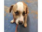 Adopt MARLIN a Staffordshire Bull Terrier, Mixed Breed