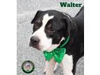 Adopt 22-07-1904 Walter a Pit Bull Terrier