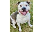 Adopt Jolly a Pit Bull Terrier, Mixed Breed