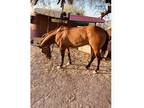 Rosewood - Quarter Horse Mare for Sale