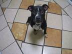 Adopt Reed a Pit Bull Terrier, Mixed Breed