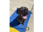 Adopt Peter a Pit Bull Terrier, Mixed Breed