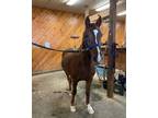 10 year old Arabian mare fullhalf lease