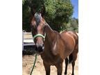2016 OTTB sweet bay mare 162 hands Great dressage prospect