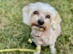 Adopt Baxter a Poodle, Mixed Breed