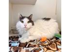 Adopt Marvin a Domestic Long Hair