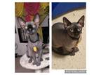 Adopt Onyx and Zen a Sphynx / Hairless Cat