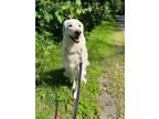 Adopt Blue A Great Pyrenees
