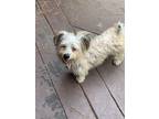 Adopt Mickey a Silky Terrier