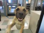 Adopt A388260 a Black Mouth Cur, Mixed Breed