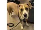 Adopt Summer a Pit Bull Terrier, Mixed Breed