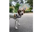 Adopt Available - Carly a English Pointer