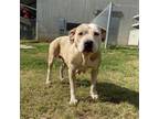 Adopt Foxy a American Staffordshire Terrier