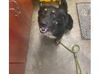 Adopt Avery a Collie, Mixed Breed