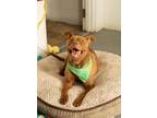 Adopt Sniper a American Staffordshire Terrier, Cattle Dog