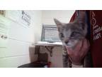 Adopt Puzzy a Domestic Short Hair