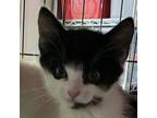 Adopt Court Kittens: Cassian (aka Feyra) a Domestic Medium Hair