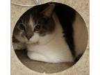 Adopt Patches A Domestic Short Hair