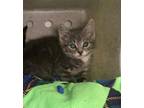 Adopt Henry A Domestic Short Hair