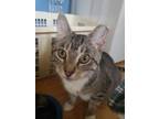 Adopt French Onion a Domestic Short Hair