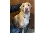 Adopt SADIE~Fostered to Adopt! a Brittany Spaniel, Pit Bull Terrier