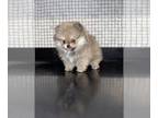 Pomeranian PUPPY FOR SALE ADN-419235 - Rare females and Males